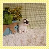 Poppy, a female Chihuahua for sale in Modesto, CA – Photo 6 of 10