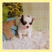 Poppy, a female Chihuahua for sale in Modesto, CA – Photo 8 of 10