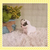 Poppy, a female Chihuahua for sale in Modesto, CA – Photo 4 of 10