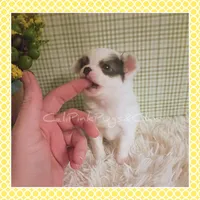 Poppy, a female Chihuahua for sale in Modesto, CA – Photo 7 of 10
