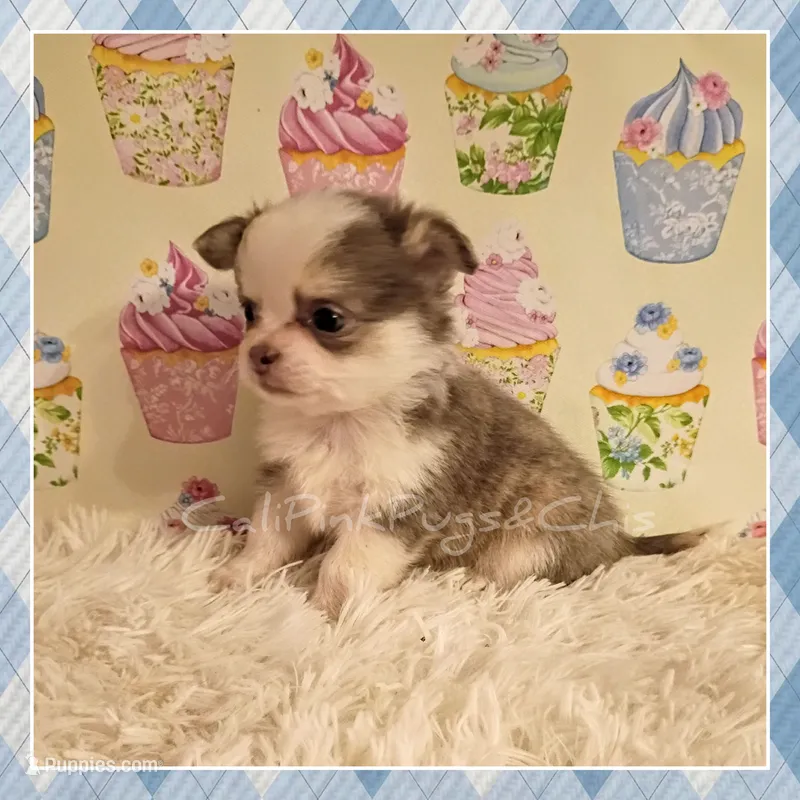 Violet – Chihuahua puppy on hold in Modesto, CA
