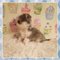 Violet, a female Chihuahua for sale in Modesto, CA – 4 of 10