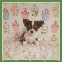 Bluey, a female Chihuahua for sale in Modesto, CA – 5 of 8
