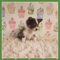 Bluey, a female Chihuahua for sale in Modesto, CA – 4 of 8