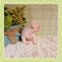 Lulu (Albino "Pink" Pug), a female Pug for sale in Modesto, CA – 9 of 10