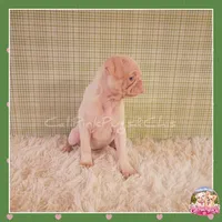 Lulu (Albino Pug), a female Pug for sale in Modesto, CA – 3 of 7
