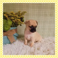 Emmi (Chug), a female Chihuahua and Pug for sale in Modesto, CA – 9 of 9