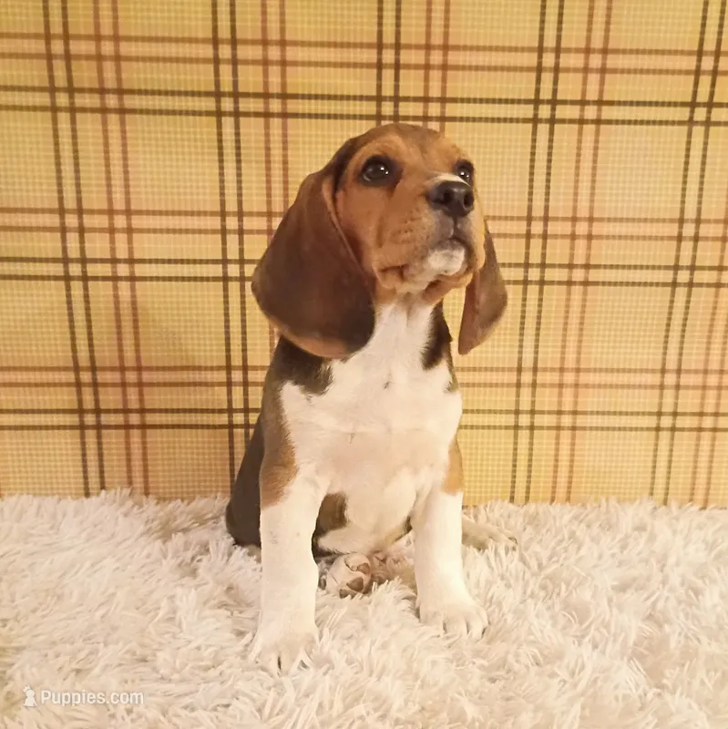 Beau – Beagle puppy on hold in Modesto, CA