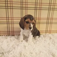 Bella, a female Beagle for sale in Modesto, CA – 2 of 3