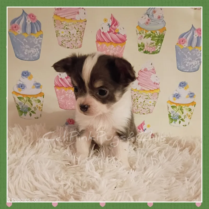 Bluey – Chihuahua puppy for sale in Modesto, CA