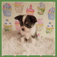 Bluey, a female Chihuahua for sale in Modesto, CA – 1 of 7