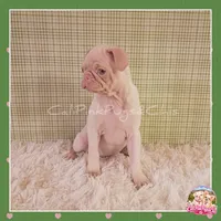 Luna ( Albino "Pink" Pug), a female Pug for sale in Modesto, CA – 6 of 10