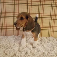 Benji, a male Beagle for sale in Modesto, CA – 5 of 9