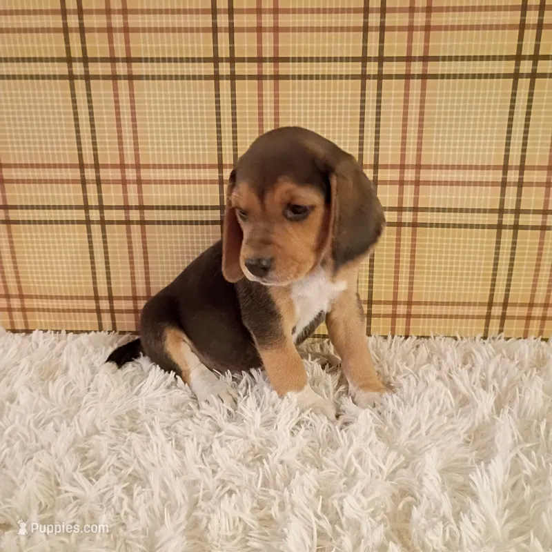 Bandit – Beagle puppy for sale in Modesto, CA