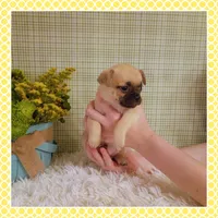 Emmi (Chug), a female Chihuahua and Pug for sale in Modesto, CA – 7 of 9