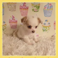 Tanner, a male Chihuahua for sale in Modesto, CA – 3 of 7