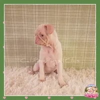 Luna ( Albino "Pink" Pug), a female Pug for sale in Modesto, CA – 4 of 10
