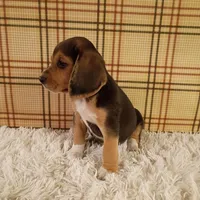 Bandit, a male Beagle for sale in Modesto, CA – 2 of 3