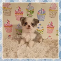 Violet, a female Chihuahua for sale in Modesto, CA – 9 of 10