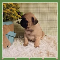 Booger, a male Pug for sale in Modesto, CA – 3 of 8