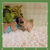 Booger, a male Pug for sale in Modesto, CA – 4 of 8