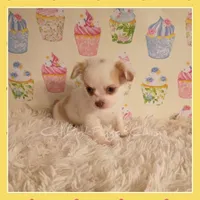 Tanner, a male Chihuahua for sale in Modesto, CA – 6 of 7