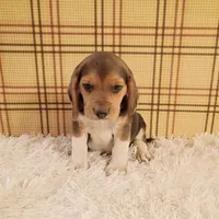 Beau, a male Beagle for sale in Modesto, CA – 3 of 3
