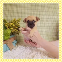 Emmi (Chug), a female Chihuahua and Pug for sale in Modesto, CA – 6 of 9