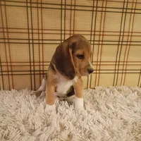 Billy, a male Beagle for sale in Modesto, CA – 4 of 8