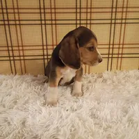 Buster, a male Beagle for sale in Modesto, CA – 2 of 3