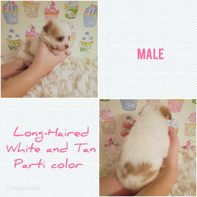 Tanner – Chihuahua puppy for sale in Modesto, CA