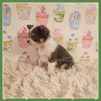 Bluey, a female Chihuahua for sale in Modesto, CA – 2 of 8