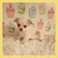 Tanner, a male Chihuahua for sale in Modesto, CA – 4 of 7