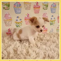 Benson, a male Chihuahua for sale in Modesto, CA – 5 of 9