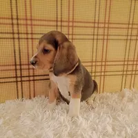 Buddy, a male Beagle for sale in Modesto, CA – 3 of 3
