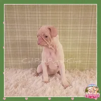 Lulu (Albino Pug), a female Pug for sale in Modesto, CA – 2 of 7