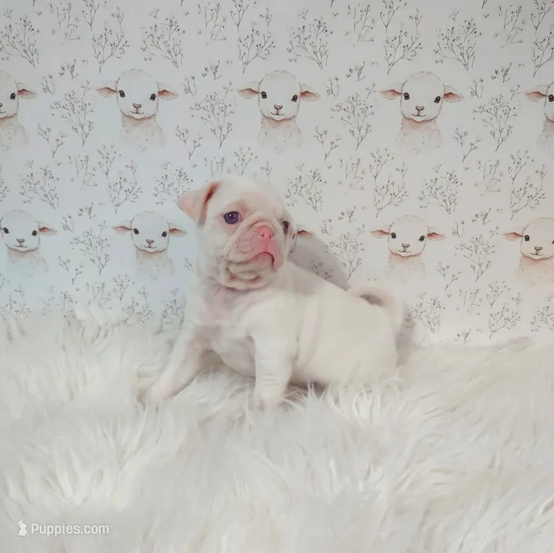 Luna (Albino "Pink") 1 – Pug puppy for sale in Modesto, CA