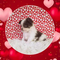 Fendi, a male Chihuahua for sale in Modesto, CA – Photo 7 of 10