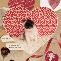 Fendi, a male Chihuahua for sale in Modesto, CA – Photo 4 of 10