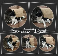 Fendi, a male Chihuahua for sale in Modesto, CA – Photo 9 of 10