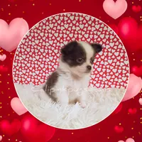 Fendi, a male Chihuahua for sale in Modesto, CA – Photo 6 of 10