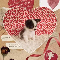 Fendi, a male Chihuahua for sale in Modesto, CA – Photo 1 of 10