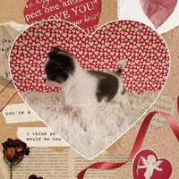 Fendi, a male Chihuahua for sale in Modesto, CA – Photo 3 of 10