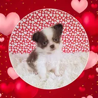 Fendi, a male Chihuahua for sale in Modesto, CA – Photo 8 of 10