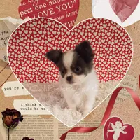 Fendi, a male Chihuahua for sale in Modesto, CA – Photo 5 of 10