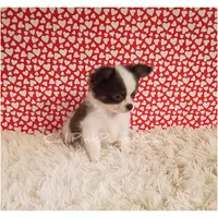 Fendi, a male Chihuahua for sale in Modesto, CA – Photo 1 of 10