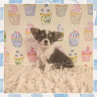 Bluey, a female Chihuahua for sale in Modesto, CA – 10 of 10
