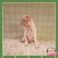 Luna ( Albino "Pink" Pug), a female Pug for sale in Modesto, CA – 3 of 10