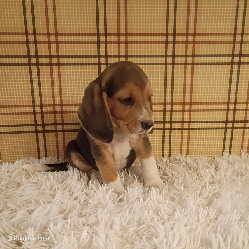 Buddy – Beagle puppy for sale in Modesto, CA