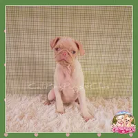 Luna ( Albino "Pink" Pug), a female Pug for sale in Modesto, CA – 2 of 10